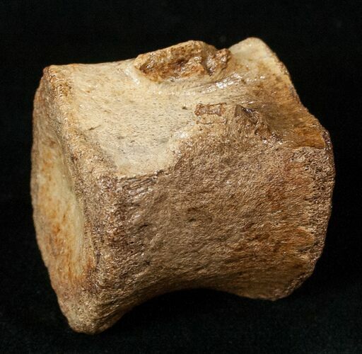 Hadrosaurid Caudal Vertebrae (Tail Bone) #15271